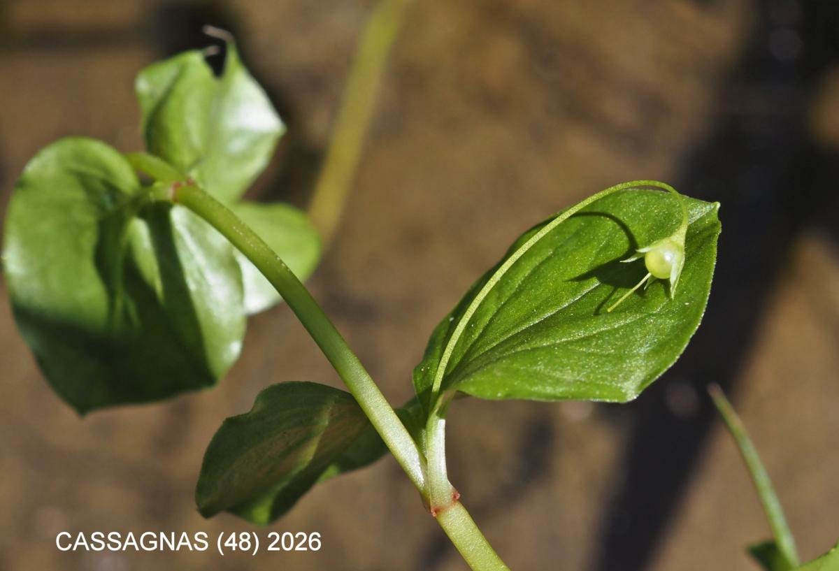 Pimpernel, Yellow fruit